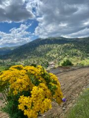 Kantaron Yağı (450cc)